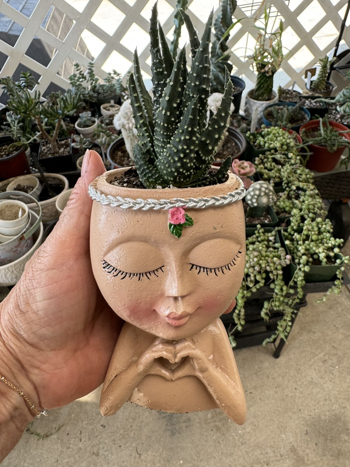 Haworthia Angel tears , Fasciated  and Coarctata