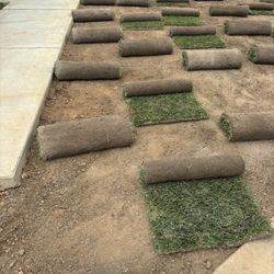 Sod Fescue 
