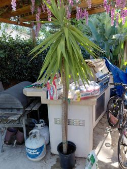Sale on yuccas