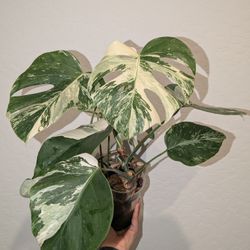 Monstera Albo 