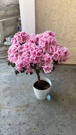Azalea tree, pink and white