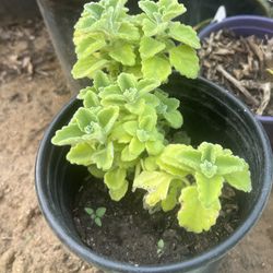 Planta de Oregano 