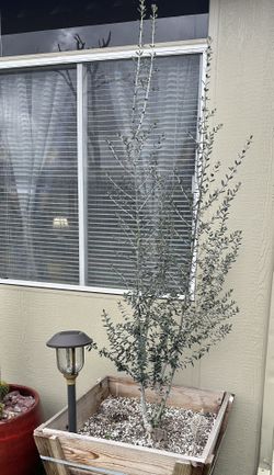 Olive Tree in 24” Box (I Believe It’s Fruitless)