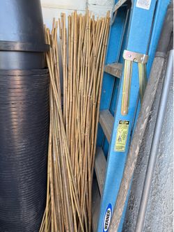 Bamboo stick 5ft tall  $1/each