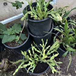 Christmas Cactus Flower Plant In 3 Gallon Pot