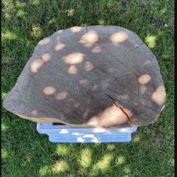 Large Air Dried Cedar Slab 22” X 16” X 3.5”