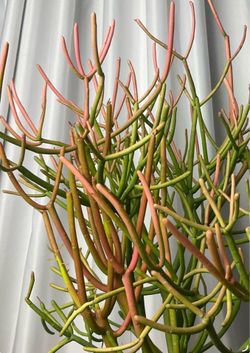 Plant garden items