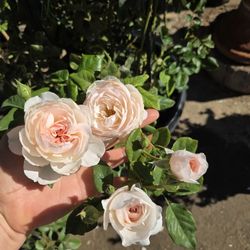 $85 PARFUMA EARTH ANGEL 🌿 15-gallon just blooming