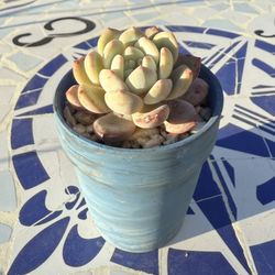 Succulent Plant 3.5” Pot 