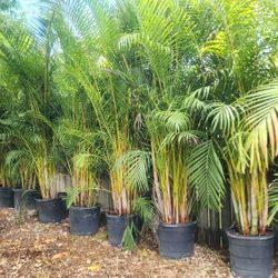 Spectacular Arecas Palms For Inmediate Privacy!!! About 9 Feet Tall!! Fertilized 