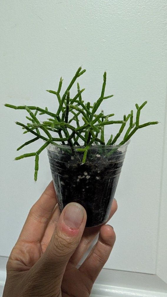 Unusual Succulent: Rice Cactus