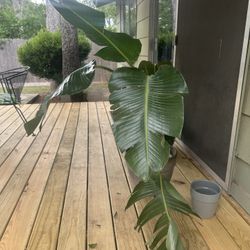 Plants