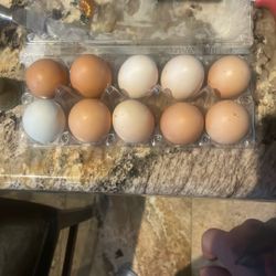 Fresh eggs