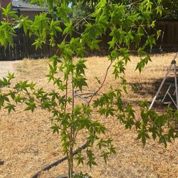 Japanese Maple 4 Foot Tall $50 In A Ceramic Gray Pot