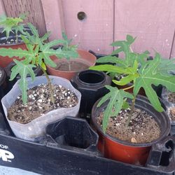 Dwarf Maradol Papaya Trees 2 For $10