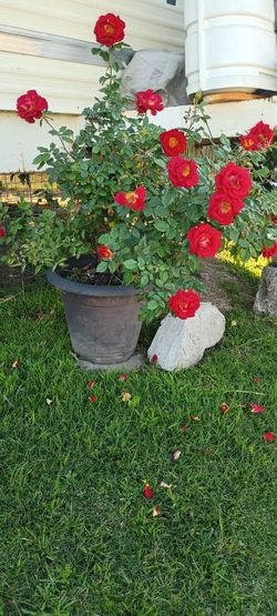 Rosal muy bello..ideal para mama