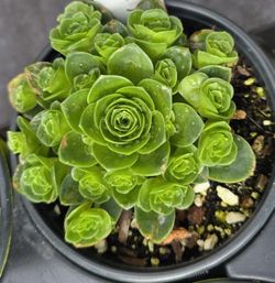 Greenovia. Mountain Rose San Lorenzo Plant Sale