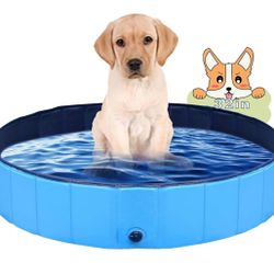 Dog Pool