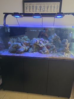 Red Sea Reefer