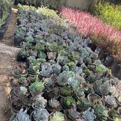 Succulents 