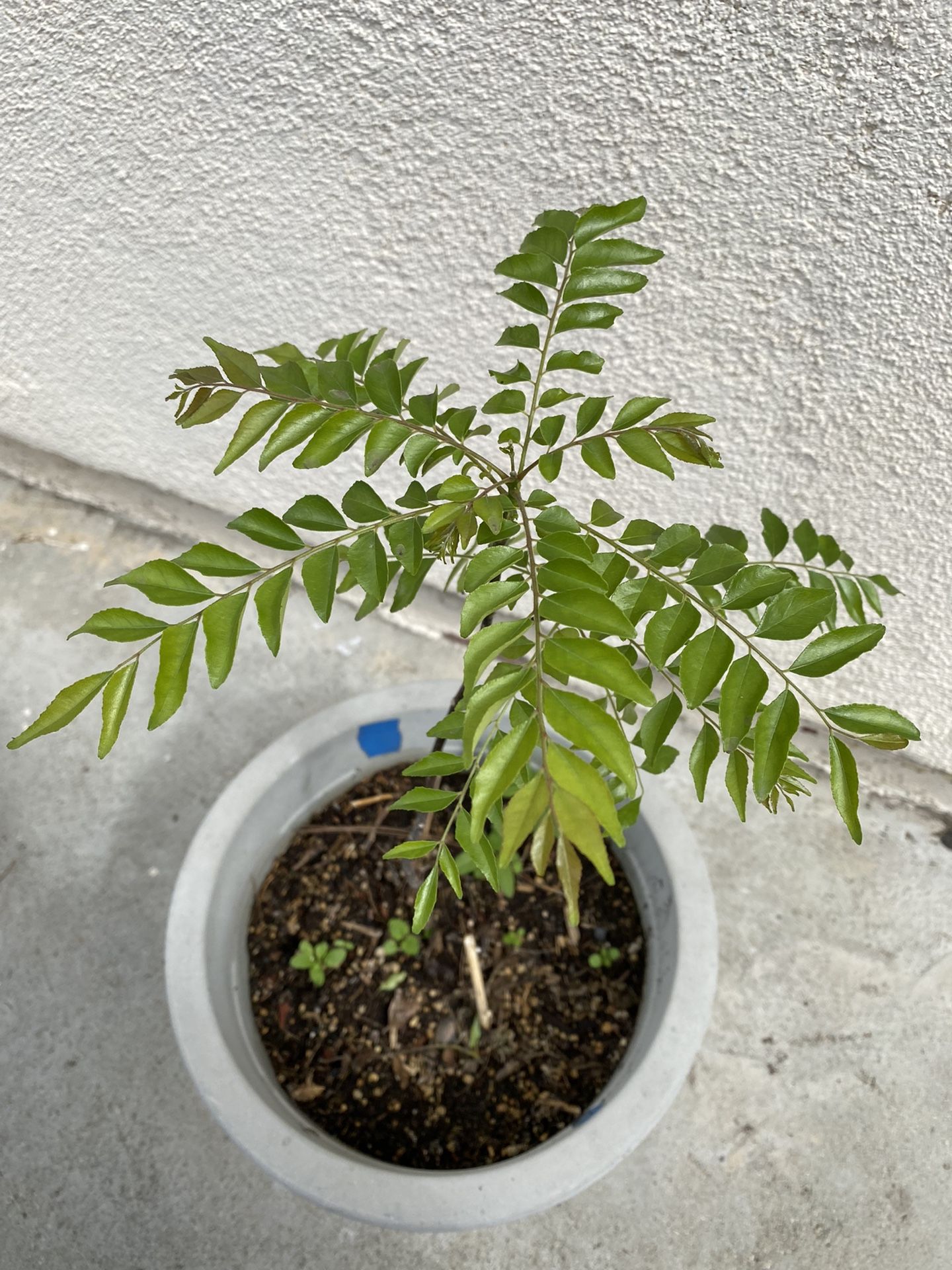 CURRY LEAF plant (Murraya koenigii)
