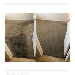 Carpet Cleaner