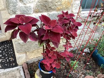 Big Coleus Plant 