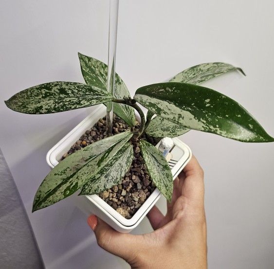 Hoya Pubicalyx Pink Silver Ghost