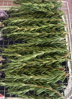 Rosemary Organic