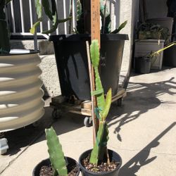 Townsend Pink dragon fruit plants rooted in pots 