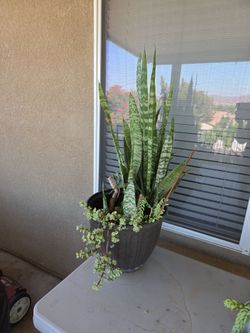 Plant Sale