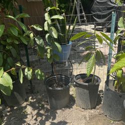 Avacado And Guava Trees