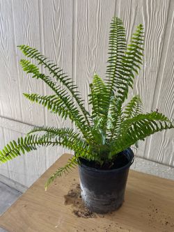 Planta natural $$10