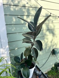 Burgundy Rubber Plant
