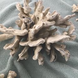 Real Blue Coral