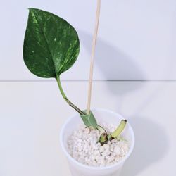 Japanese Terunoworld Robin Pothos Rooted Plant