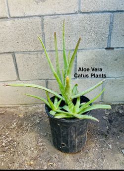 Aloe Vera Cactus Plants