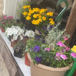 Huge Lot Flowers Variety 35 Total Plants 