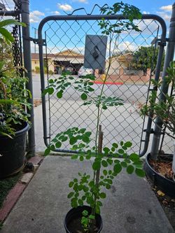 Moringa Seeding
