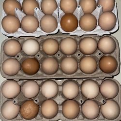 Fresh Chicken Eggs 