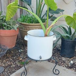 Plants