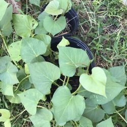 Sweet Potato Vine In 2 Gallon Pot Grow To Gather Sweet Potatoe