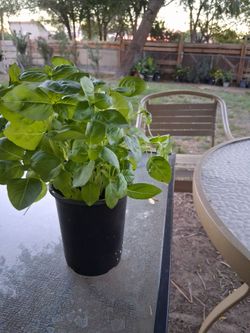 Albahacar (basil) $7
