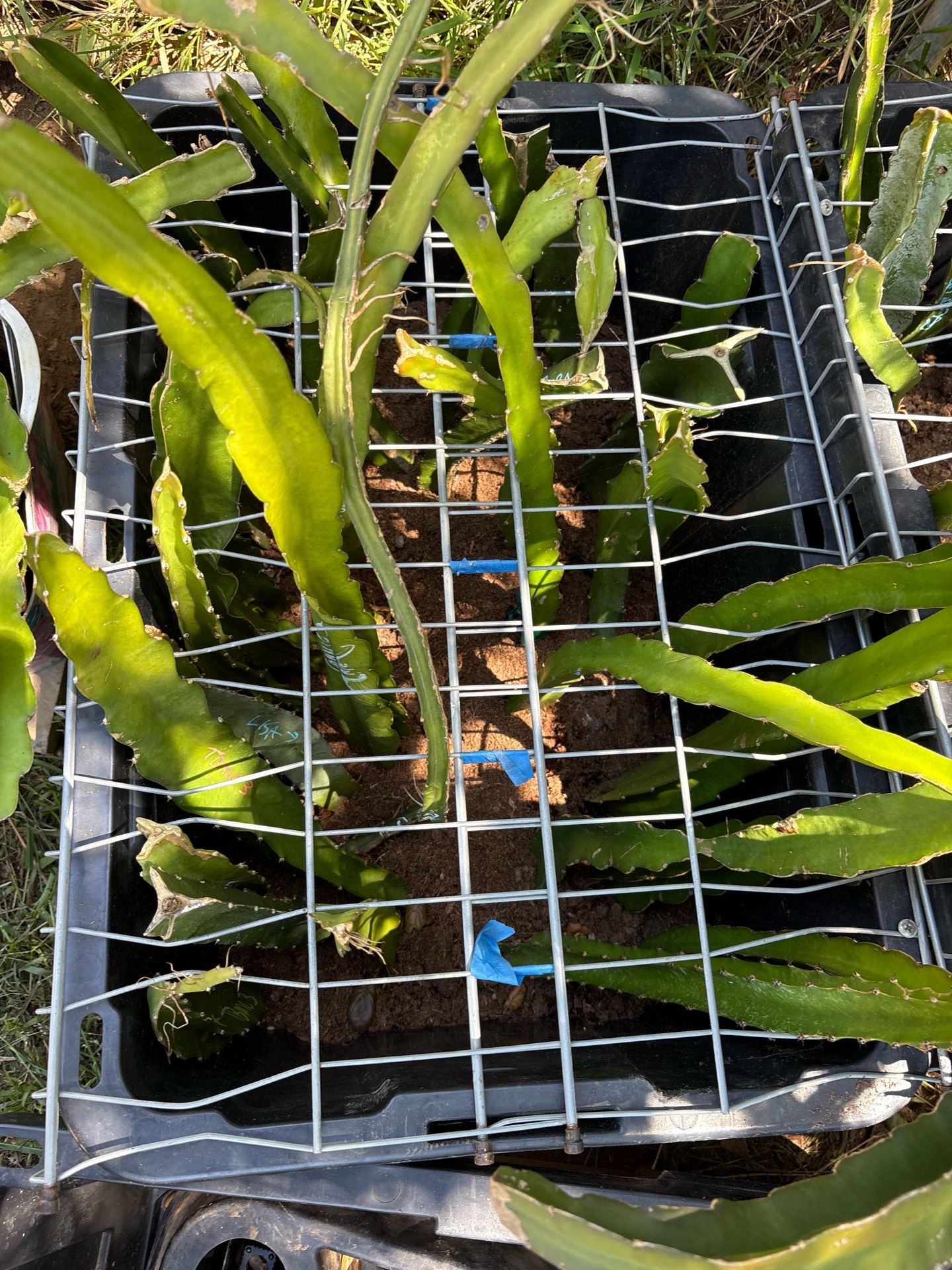 Dragon fruit plants 200 varieties to chose from