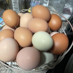 Fresh Eggs 