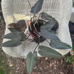 Philodendron Black Majesty 10” Pot / Rare Tropical Houseplant