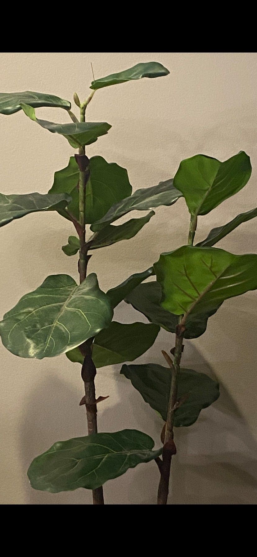 Artificial Fig Fiddle Leaf Tree In the Black Or White Pot H45*