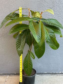 loquat tree