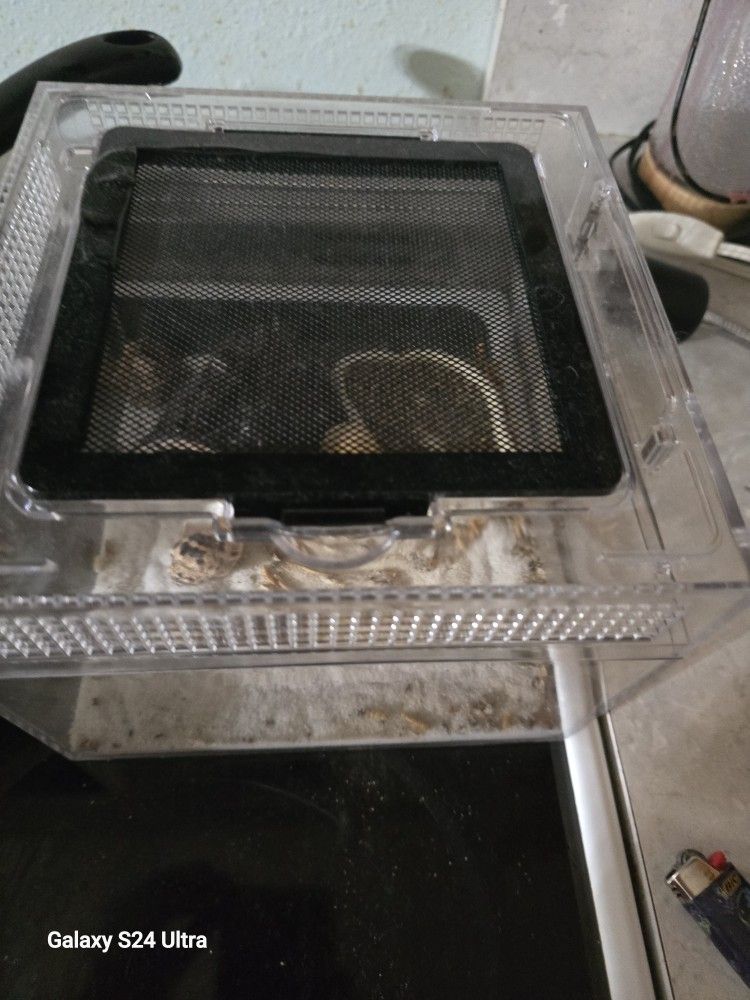 Hermit Crab Tank With Light