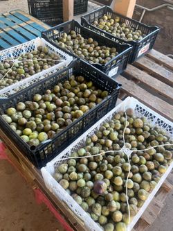 Tomatillos milperos $25 la caja solo hoy